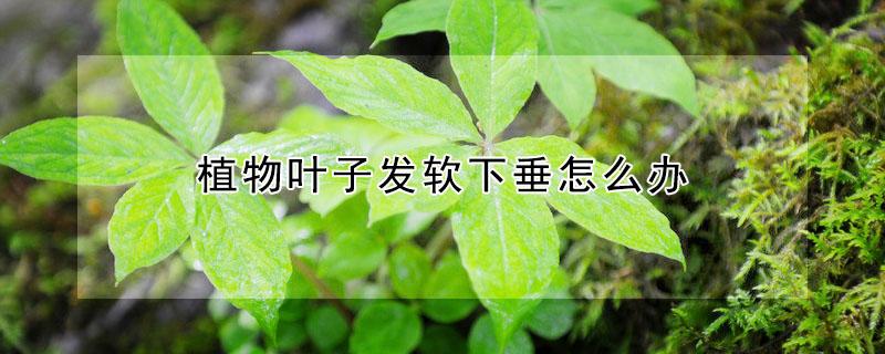 植物叶子发软下垂怎么办