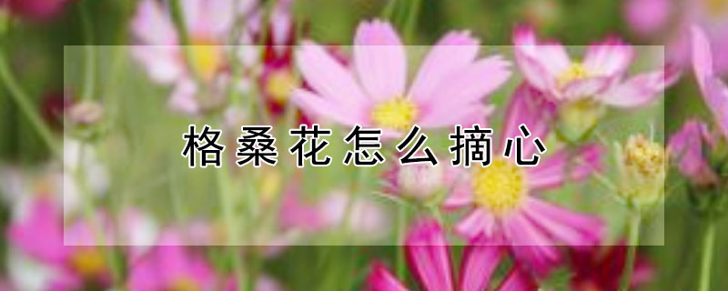 格桑花怎么摘心（格桑花怎么摘心视频）