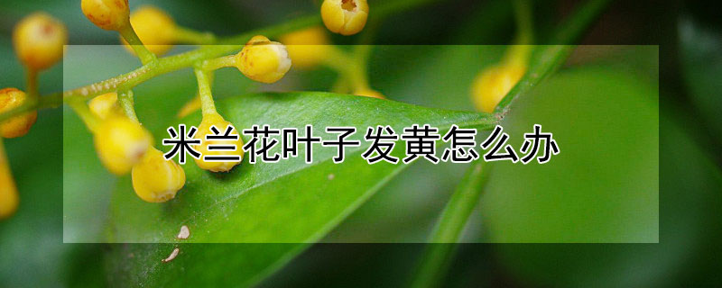 米兰花叶子发黄怎么办 米兰花叶子发黄掉叶子怎么办