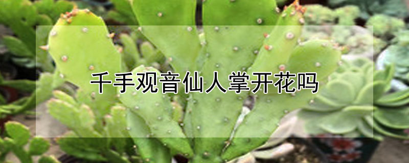 千手观音仙人掌开花吗 千手观音仙人掌开花吗图片