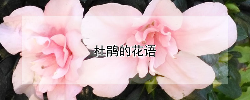 杜鹃的花语 锦绣杜鹃的花语