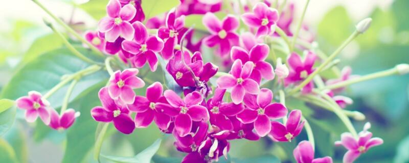 紫丁香种植方法 紫丁香栽植
