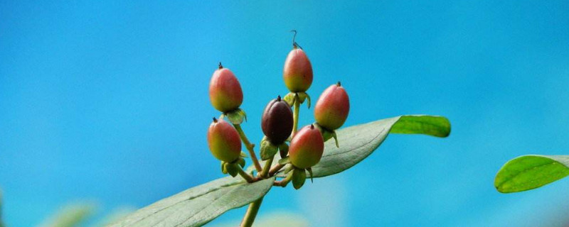 红果金丝桃怎么水培 红果金丝桃的养法