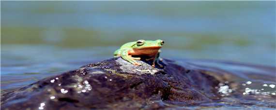 青蛙产卵过程 青蛙产卵是怎样产的
