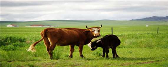 牛饲料配方表 用尿素喂牛饲料配方表