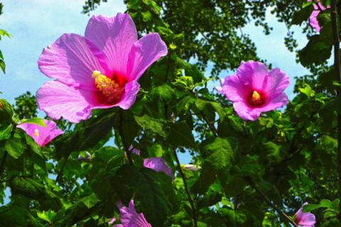 北方家里木槿花怎么养