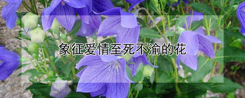 象征爱情至死不渝的花 象征爱情至死不渝的花树