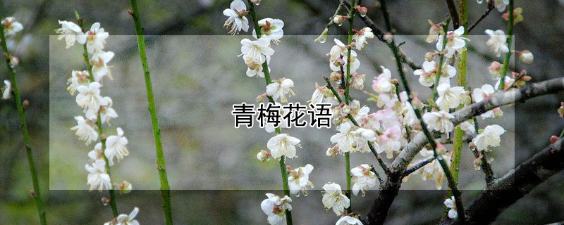 青梅花语