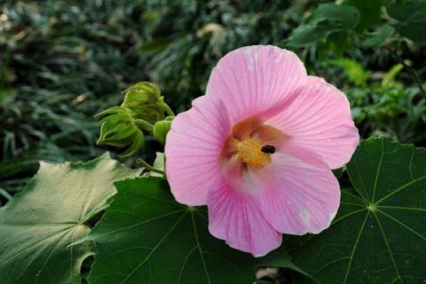 芙蓉花开完花怎么剪枝