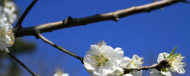梨树开花期间如何防冻伤 梨树开花时候怎么防冻