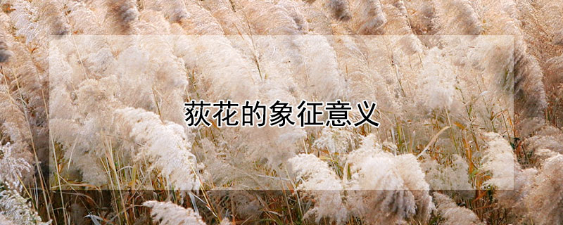 荻花的象征意义