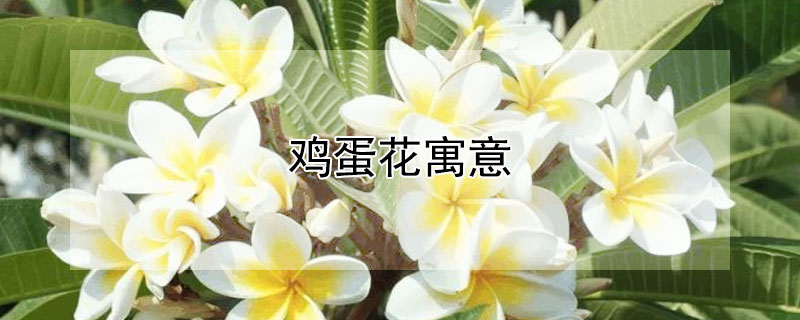 鸡蛋花寓意