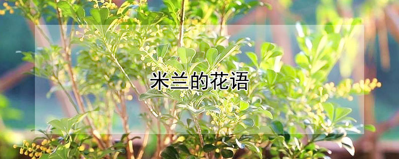 米兰的花语（米兰的花语和寓意图片）