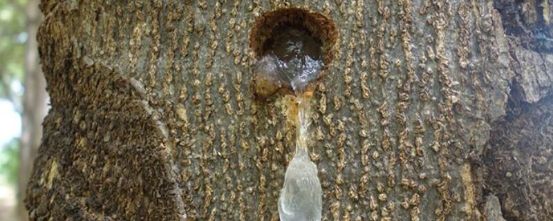 树上掉的粘液怎么处理 树上有粘液怎么去除