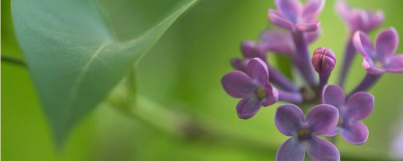 紫丁香种子怎么种 紫花地丁的种子怎么种