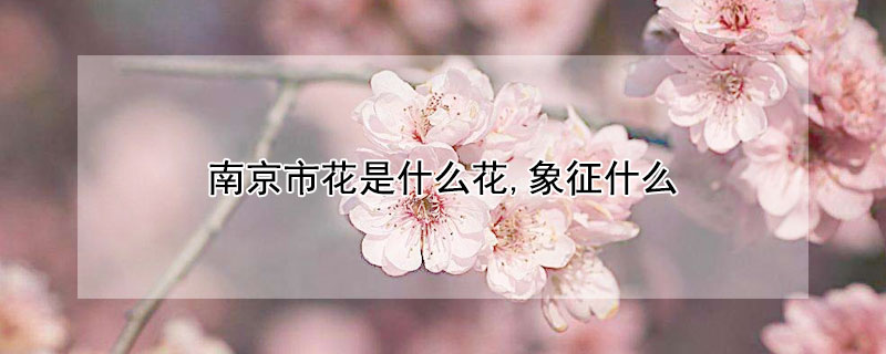 南京市花是什么花,象征什么 南京的市花是哪一种花