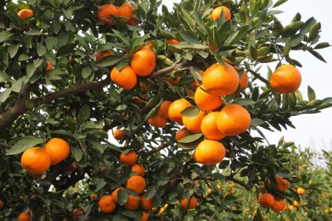 柑橘花期能用矿物油吗