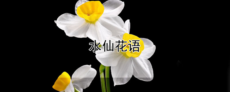 水仙花语 水仙花花语