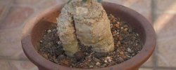 多肉植物火星人如何养（多肉 火星人）