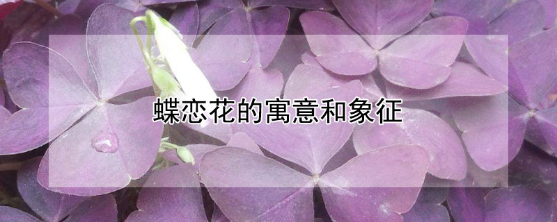 蝶恋花的寓意和象征 蝴蝶恋花的寓意