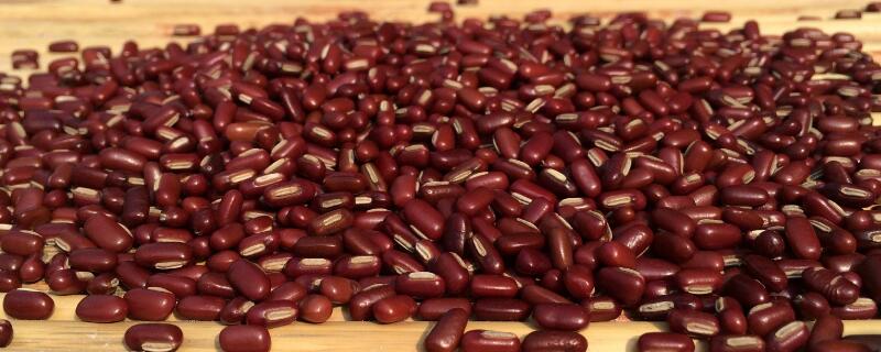 红小豆几月份播种 红小豆几月份播种最合适