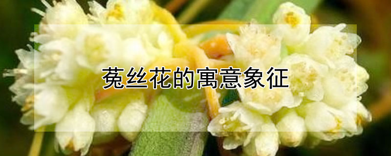 菟丝花的寓意象征（菟丝花的花语是什么）