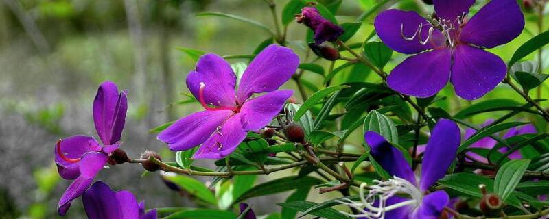 巴西紫牡丹怎么养（巴西紫牡丹是多年生植物吗）