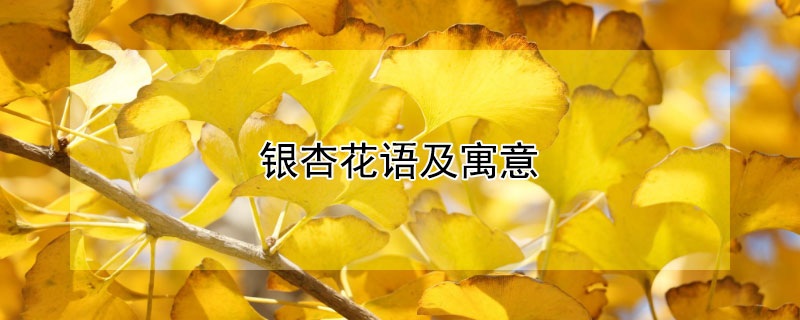 银杏花语及寓意