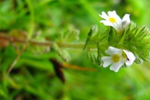 小米草长什么样