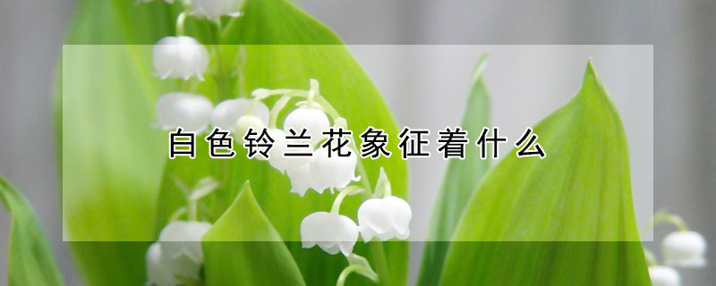 白色铃兰花象征着什么 铃兰花的象征