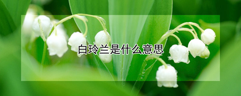 白玲兰是什么意思（白玉兰意思）