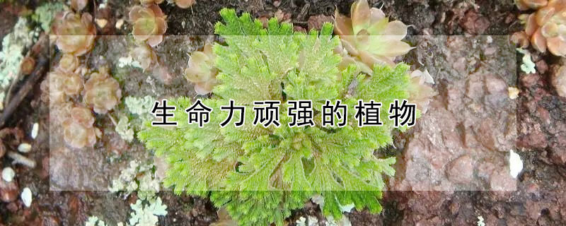 生命力顽强的植物（生命力顽强的植物文案）