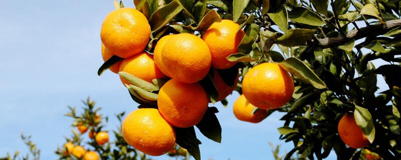 柑橘花期能用矿物油吗 矿物油什么时候在柑橘使用