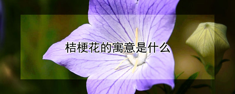 桔梗花的寓意是什么（桔梗花的花语和寓意是什么）