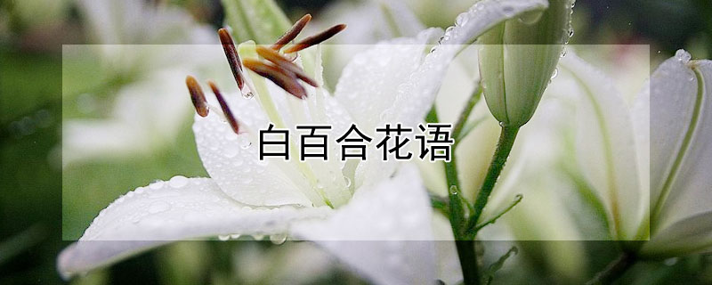 白百合花语