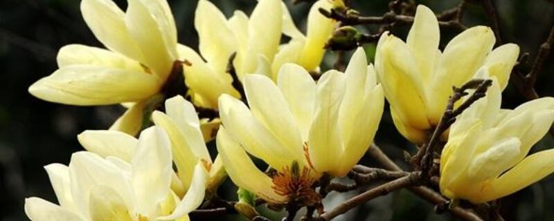 黄玉兰花的花语是什么 金玉兰的花语是什么
