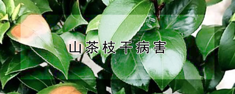 山茶枝干病害