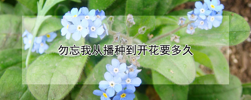 勿忘我从播种到开花要多久