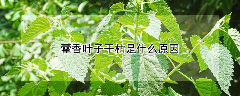 藿香叶子干枯是什么原因