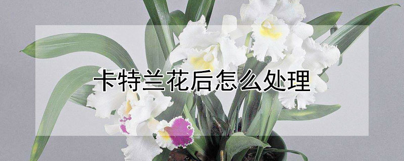 卡特兰花后怎么处理