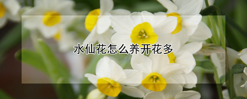 水仙花怎么养开花多