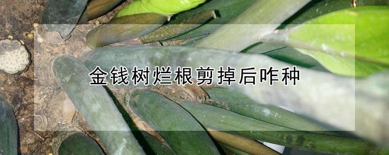 金钱树烂根剪掉后咋种