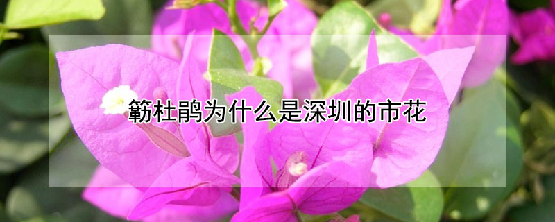 簕杜鹃为什么是深圳的市花