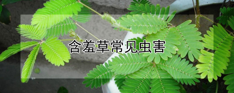 含羞草常见虫害 含羞草防虫