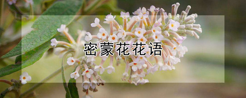 密蒙花花语 密蒙花别名