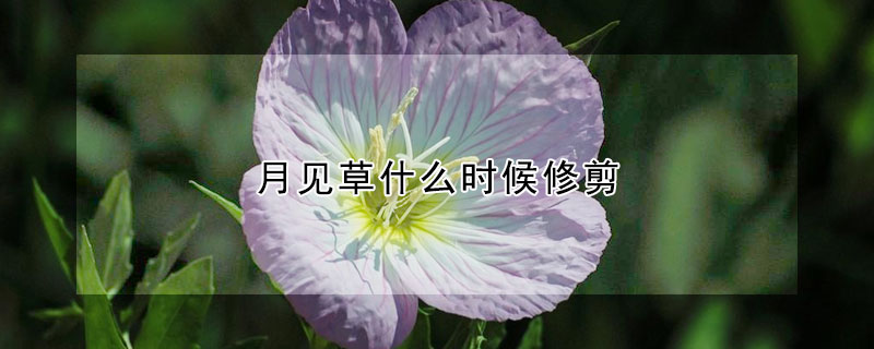 月见草什么时候修剪（月见草怎么修剪）