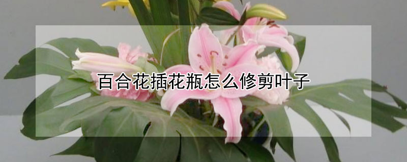 百合花插花瓶怎么修剪叶子 百合花什么样的可以剪了插花瓶里