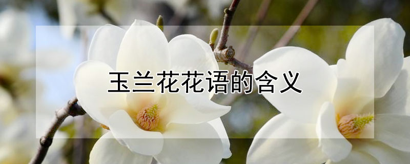 玉兰花花语的含义（玉兰花花语及象征意义）