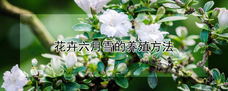 花卉六月雪的养殖方法 六月雪绿植养殖方法