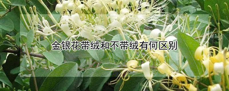 金银花带绒和不带绒有何区别